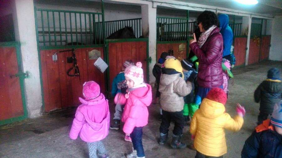 16.stadnina koni 2.02.2015 DSC_6507